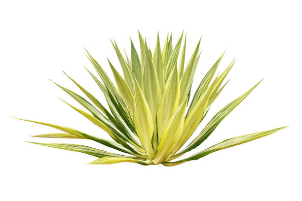 istock Agave Plant Isolated on White Background with Clipping Path 1314392095