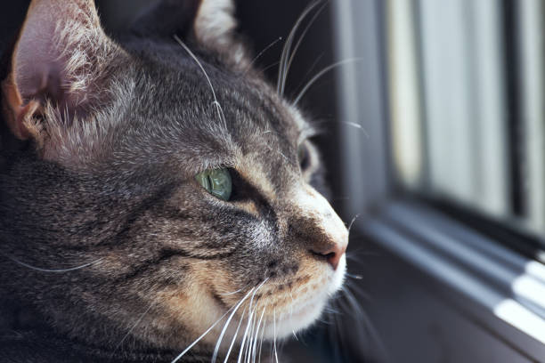 istock Head view of a domestic cat 1314393155