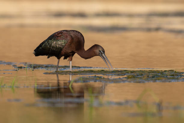 o íbis brilhante - glossy ibis - fotografias e filmes do acervo