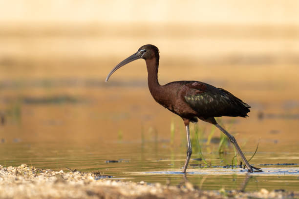 o íbis brilhante - glossy ibis - fotografias e filmes do acervo