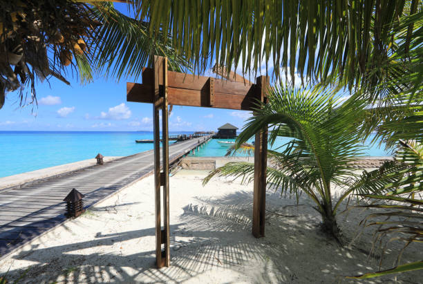 istock palm trees on the island, Maldives 1314394570