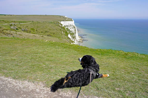 Walking the coastal path with the dog on the sunny spring day