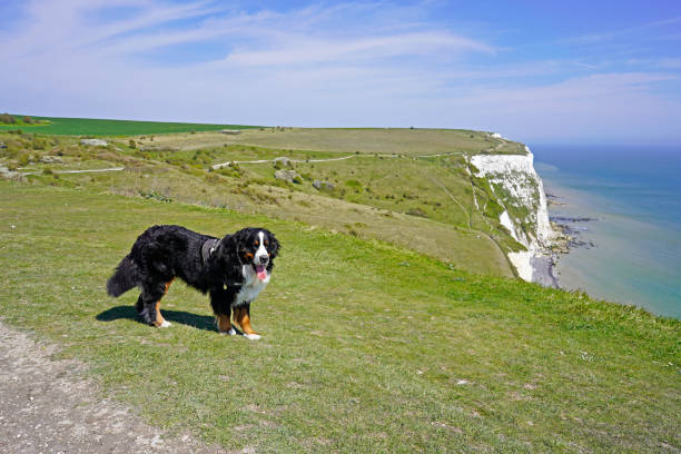 Walking the coastal path with the dog on the sunny spring day