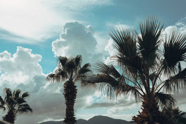 An image of nice palm trees in the blue sunny sky