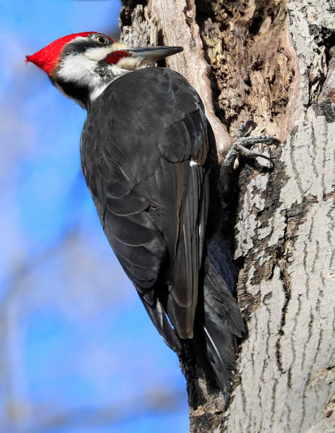 istock Pileated woodpecker on the tree trunk into the forest 1314395317