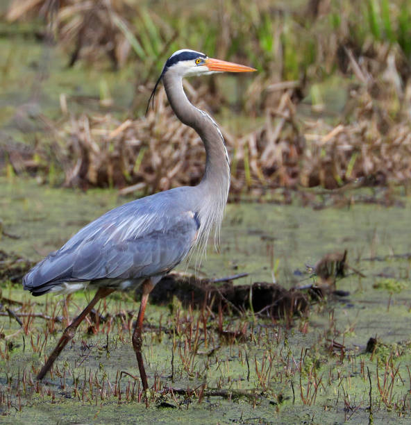 istock Great blue heron walking into the swamp 1314395971