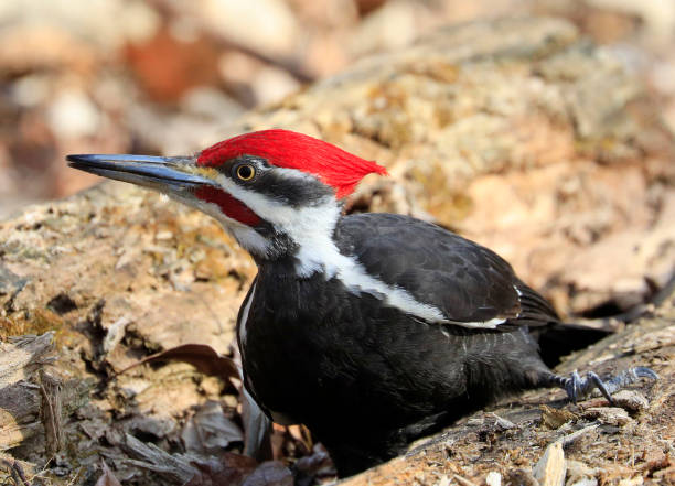 ułożone dzięcioł portret do lasu, quebec, kanada - pileated woodpecker animal beak bird zdjęcia i obrazy z banku zdjęć