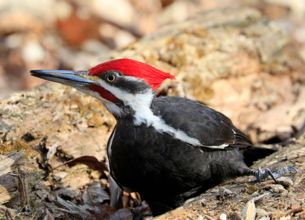 retrato de pica-pau empilhado na floresta, quebec, canadá - pileated woodpecker animal beak bird - fotografias e filmes do acervo