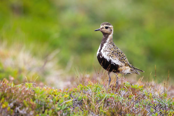 アイスランドのヒースランドを見ているヨーロッパの黄金のチドリ - golden plover ストックフォトと画像