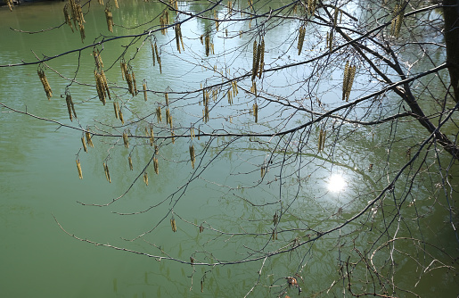 Birch tree branches with young spring clusters of catkins hanging over the water of river with sun sparkling, green leaves blooming in forest, natural background
