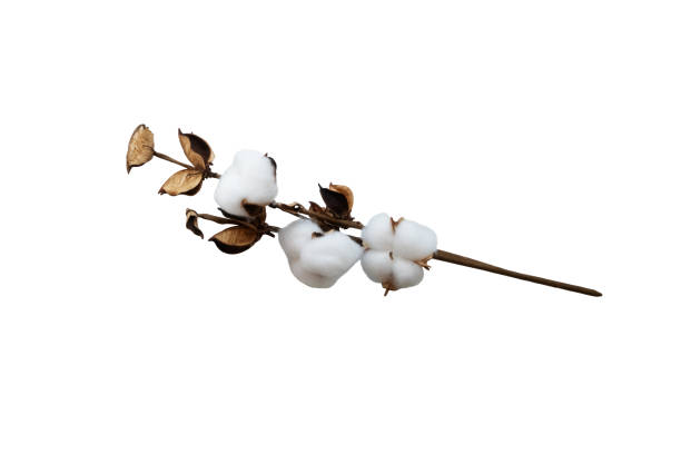 istock White cotton branch flowers isolated object, flatly top view, decor for mockups, scenes design 1314397474