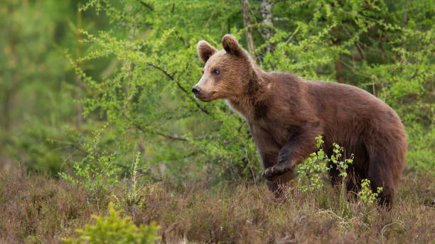 istock Young brown bear walking in forest in summer nature 1314397541