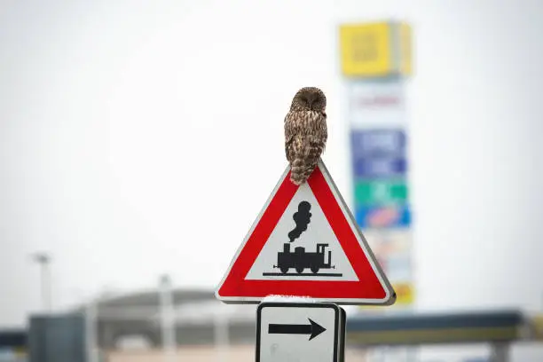 Photo of Ural owl perched on the top of the traffic sign in a city