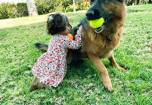 A toddler girl is playing with family's German shepherd