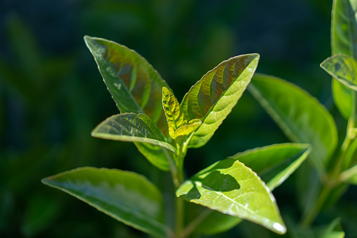 Close up green tea buds and fresh leaves.