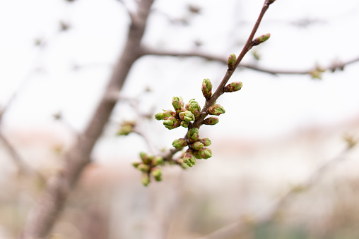 Blossoming buds of cherry