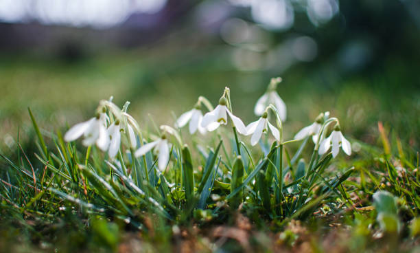 istock Little first spring flowers of snowdrops bloom outdoors in the spring 1314399352
