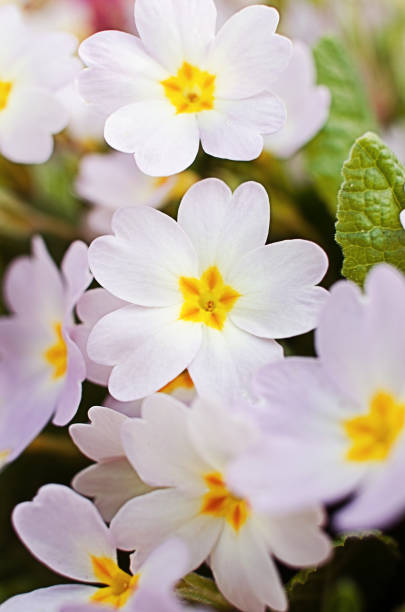 istock Small fragile primrose flowers bloom 1314399374