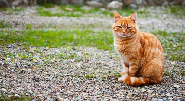 istock Funny little cat walking outdoors 1314399400