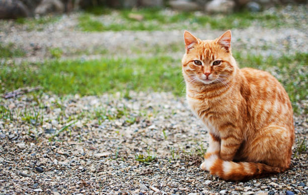istock Funny little cat walking outdoors 1314399406