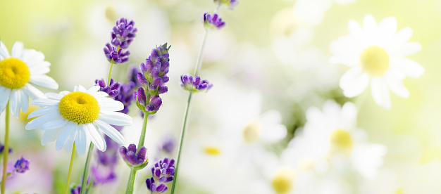 Chamomile and lavender flowers on a flowering meadow in summer day.