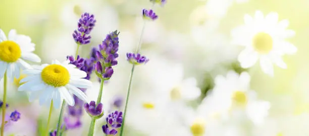 Photo of Daisy and lavender flowers on a meadow in summer