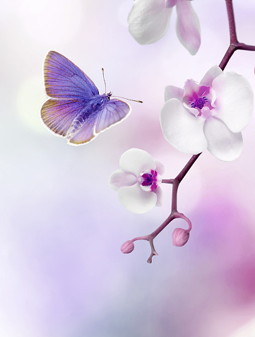 Purple White Orchid with a flying butterfly on purple pink blurred background