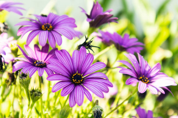 Osteosperumum Flower Daisy outdoors, Macro Closeup