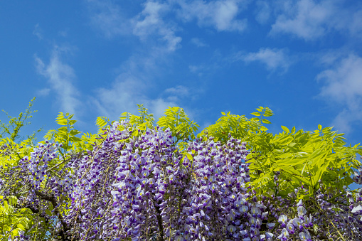 Pictured wisteria on the trellis in springtime.