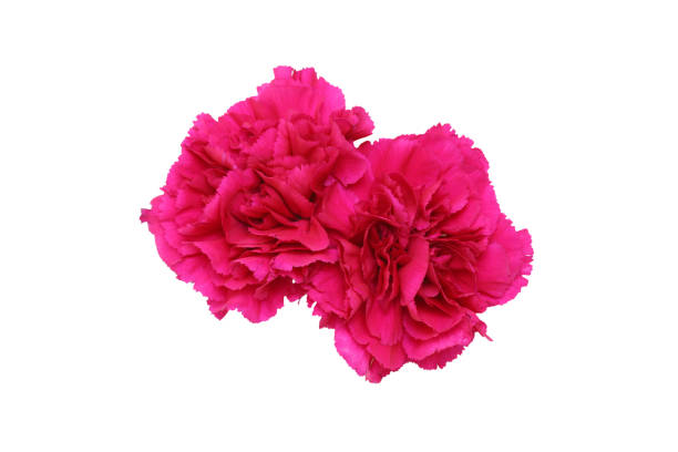 istock flower head of carnation in a white background 1314402104