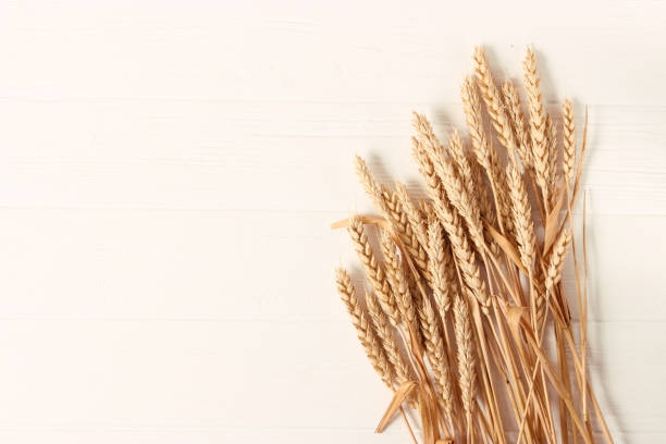 istock spikelets of wheat on a colored background top view. 1314403806