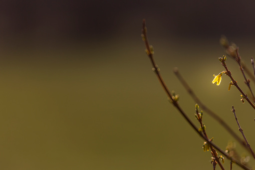 Forsythia first flower blooming aainst bokeh background