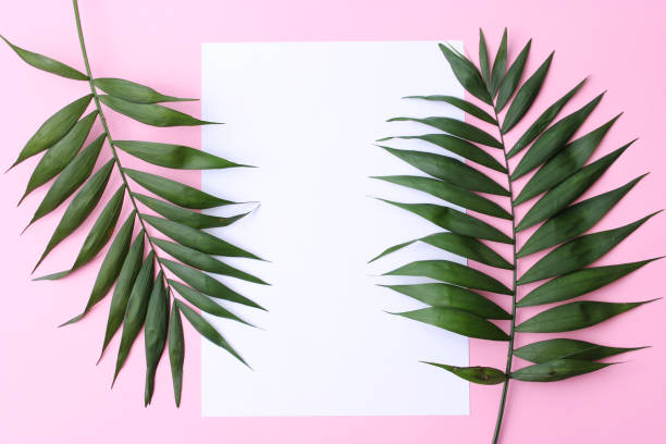 istock palm branches on a colored background top view with place for text. 1314404032