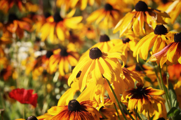 istock Rudbeckia in the garden 1314404262