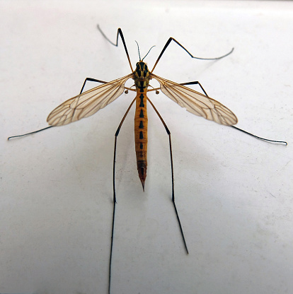 Close-up of a cranefly (Tipulidae) looking frontally ahead. She appears fearsome with her legs spread and her wings open.