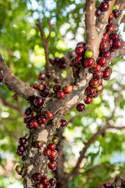 istock The exotic fruit of the jaboticaba growing on the tree trunk 1314405476