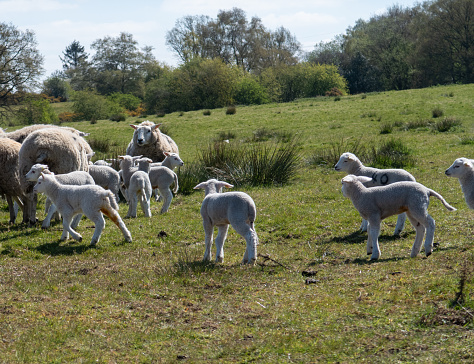 Take a look at Shropshire's stunning Countryside looking glorious on a warm spring day, stunning views, wildlife and the wonderful natural landscapes which are full of Sheep looking after their lambs.