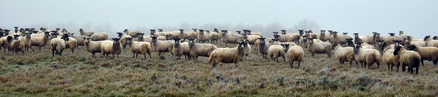 Panoramic photograph of a flock of sheep looking at camera while on pasture land in a farm field during a frosty morning in December. Northamptonshire, UK