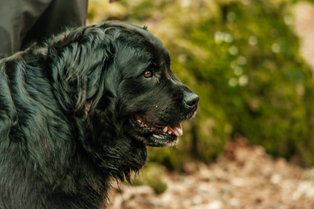 Newfoundland dog Newfoundland dog in alava newfoundland dog stock pictures, royalty-free photos & images