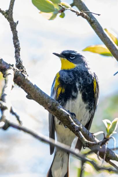 istock Yellow-rumped Warbler, Port Coquitlam, BC, Canada 1314406785