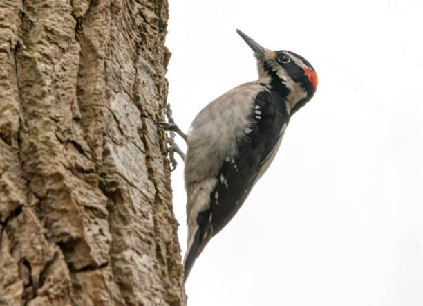 istock Hairy Woodpecker looking for food on a tree trunk 1314406790
