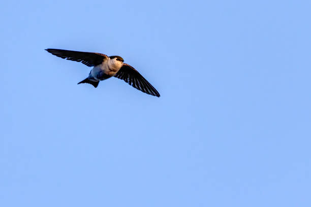 istock Flying Violet-green Swallow, Port Coquitlam, BC, Canada 1314406858