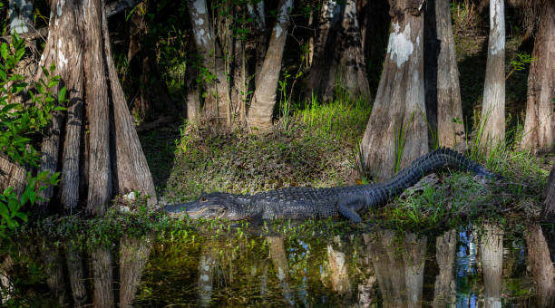 istock American Alligator Hiding in Cypress Swamp 1314407610