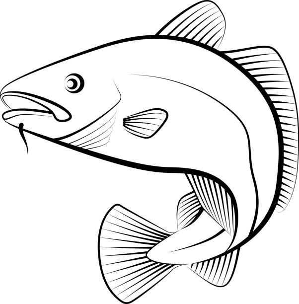 illustrazioni stock, clip art, cartoni animati e icone di tendenza di baccalà - freshwater fishing