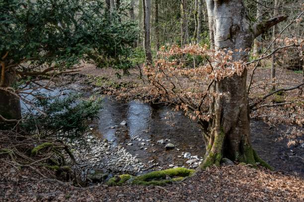 istock Flowing Water Of Quair Water. 1314408844