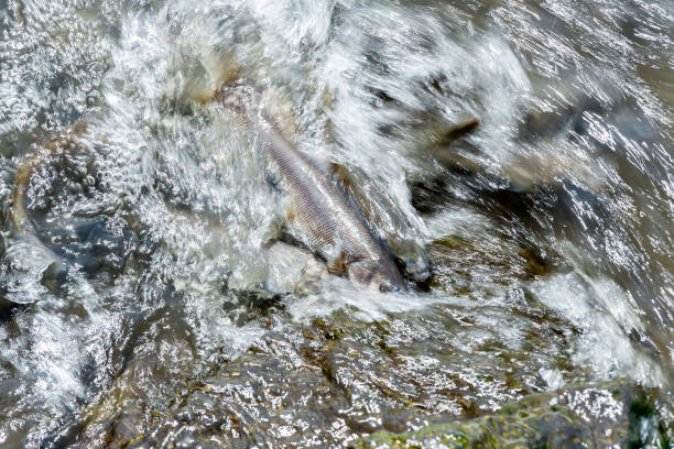 Pearl Mullet of the lake Van at migration Unique Fish: Pearl Mullet of the lake Van at migration. Long Exposure. Motion. Blurred motion. roe river stock pictures, royalty-free photos & images