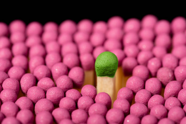 One big green wooden match in the middle of other smaller pink ones, close up, isolated Concept of leadership and control. unlit match stock pictures, royalty-free photos & images