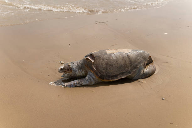 istock Dead sea turtle on the beach strip. 1314409790