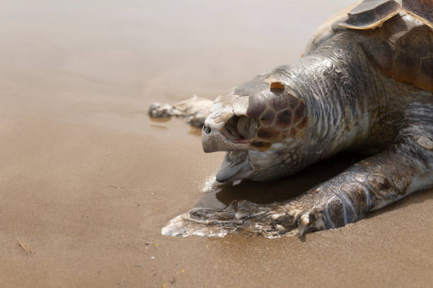 istock Dead sea turtle on the beach by the sea. 1314409830