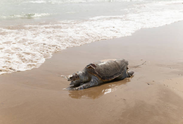 istock Dead sea turtle on the beach strip. 1314410123